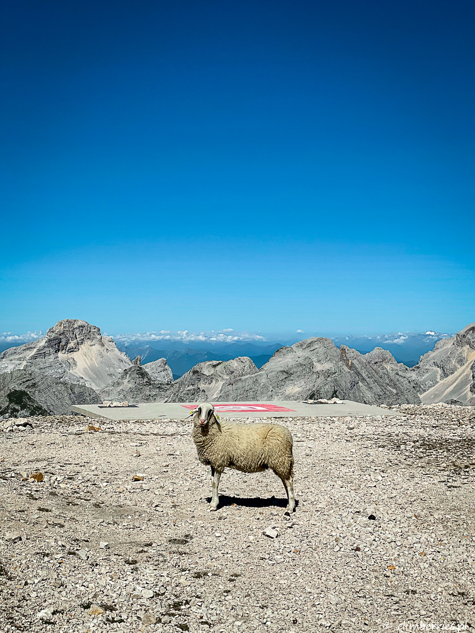 Owca w górach wysokich