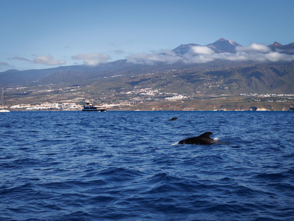 Dwa grindwale (pilot whales) w oceanie u wybrzeży Teneryfy