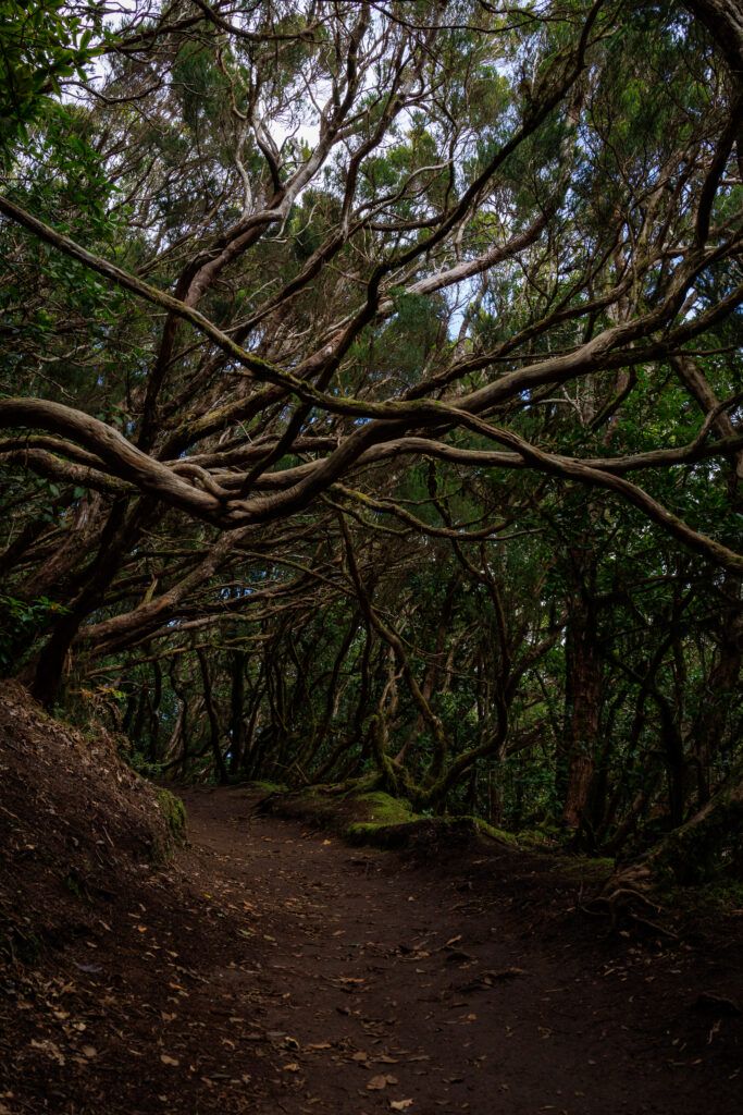 Droga pod powykręcanymi gałęziami drzew - szlak Bosque Encantado (Teneryfa)