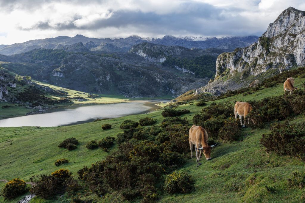 Krowy pasące się na łące w Picos de Europa, za nimi widoczne jezioro Ercina