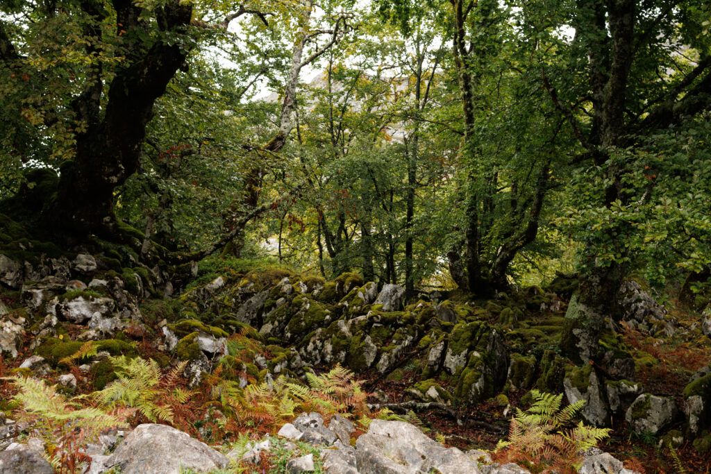 Zielona kraina porośnięta mchem i rośliwnnością - szlak wokół Jezior Covadonga