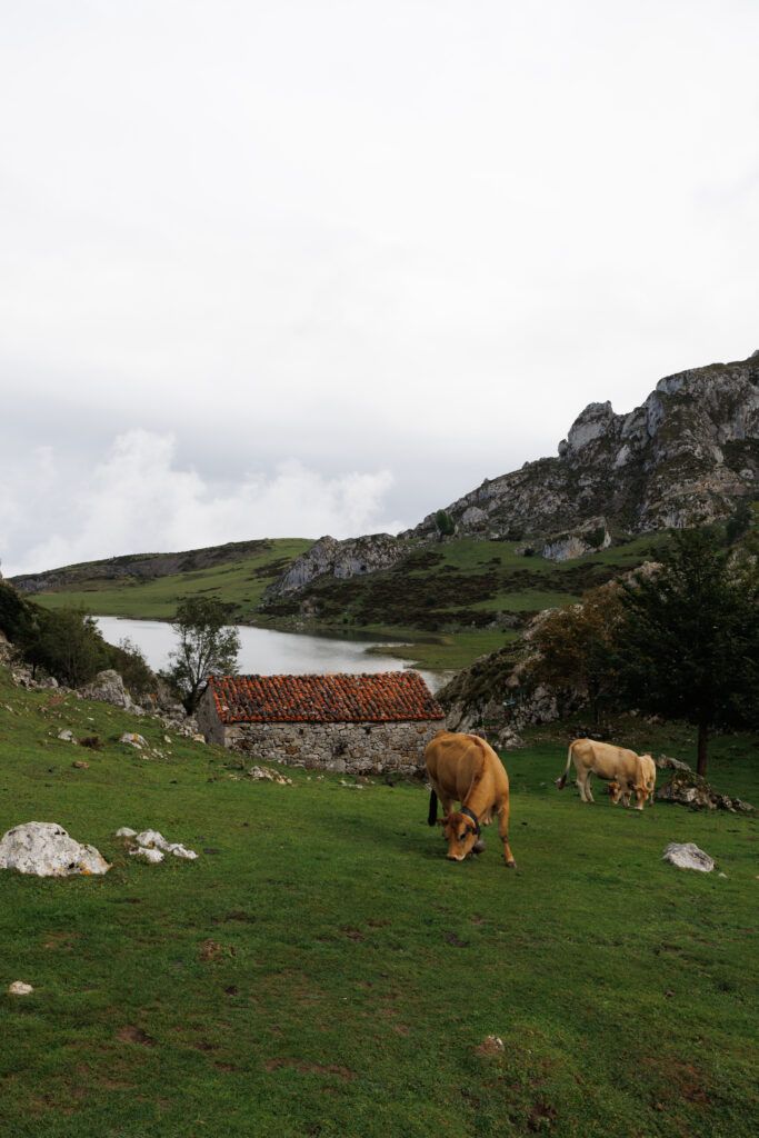 Widok na krowy, chatkę z kamienia oraz jezioro Ercina w tle